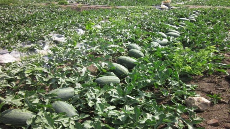 Mơ thấy vườn dưa hấu trĩu quả