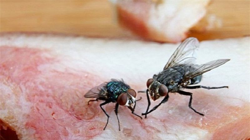 Mơ thấy những con ruồi nhỏ