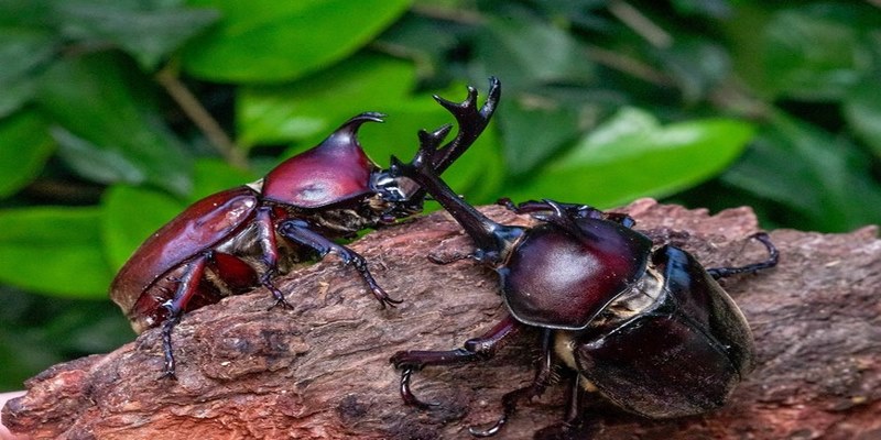 Chiêm bao thấy bọ hung chết trong nhà