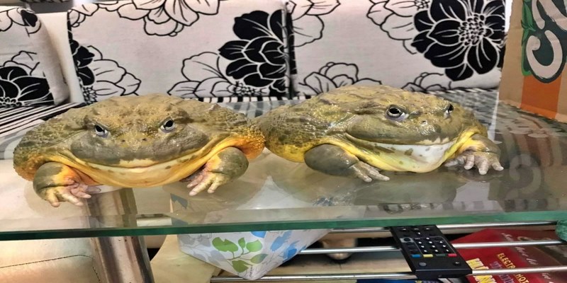 Mơ thấy con ếch nhảy vào nhà
