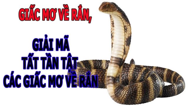 Giải mã giấc mơ liên quan đến rắn hổ mang chi tiết