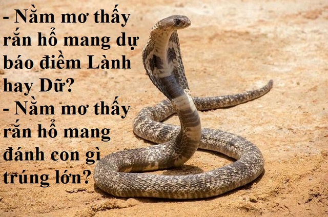 Mơ thấy rắn đánh con gì dễ trúng