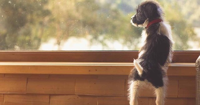 Nằm mơ thấy chó vào nhà - Điềm báo và các con số đề đẹp nhất