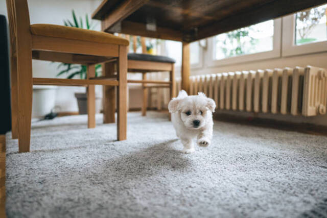 Nằm mơ thấy chó vào nhà nên đánh đề bao nhiêu?