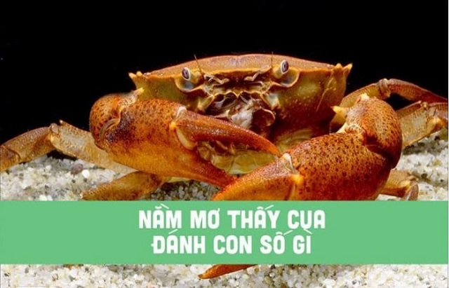Mơ thấy cua đánh số mấy?