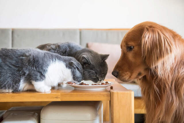 Giải mã điềm báo khi ngủ mơ thấy chó mèo Giải mã điềm báo khi ngủ mơ thấy chó mèo