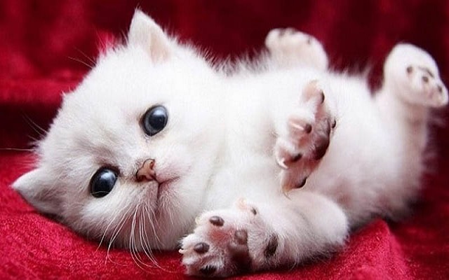 Chiêm bao thấy mèo trắng đẻ con may hay rủi Chiêm bao thấy mèo trắng đẻ con may hay rủi