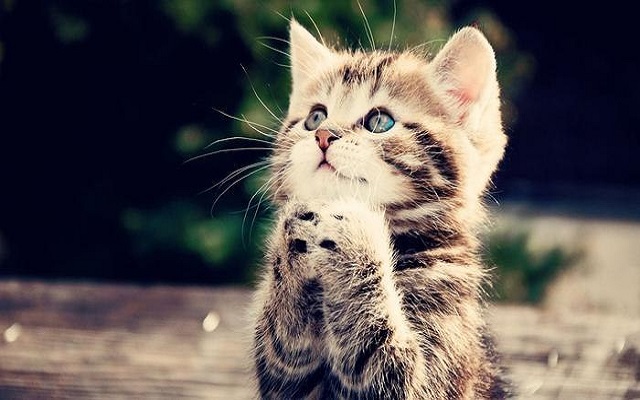 Giải mã giấc mơ thấy mèo Giải mã giấc mơ thấy mèo