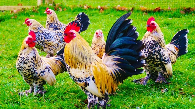 Chốt số gì dự thưởng dễ trúng khi chiêm bao thấy gà?
