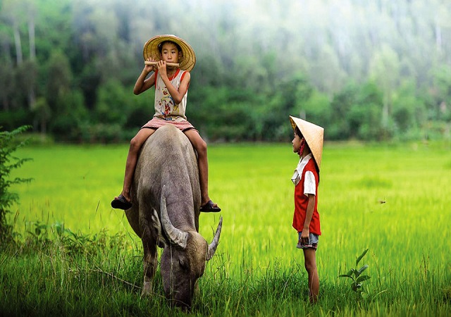 Giải mã giấc mơ thấy trâu Giải mã giấc mơ thấy trâu