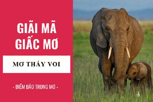 Giải mã ý nghĩa giấc mơ nhìn thấy voi Giải mã ý nghĩa giấc mơ nhìn thấy voi