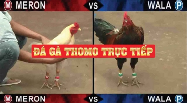 Giải trí thả ga tại đá gà GI8